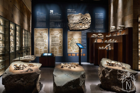 Museum anthropology gallery with fossil skeletons displayed on stone plinths, lit vitrines and dark interpretive wall panels
