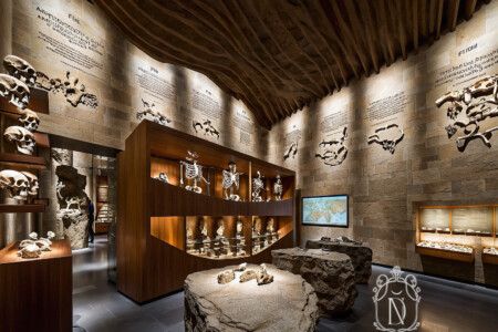 Museum hall with rippled timber ceiling, illuminated walnut vitrines of skeletons and stone-block display seats