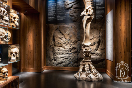Paleontology exhibit nook with mounted mammoth leg bones, skull vitrines and textured stone wall in warm wood paneling